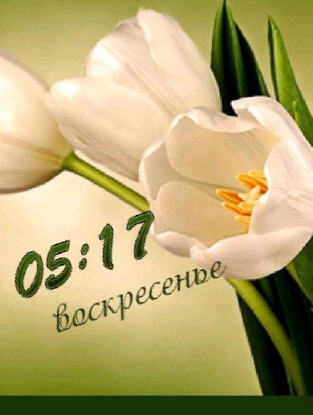 Тюльпаны