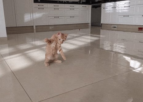 Котёнок играет