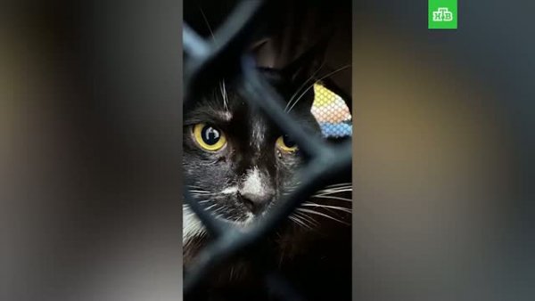 Спасение кота из ловушки на набережной Фонтанки: детали