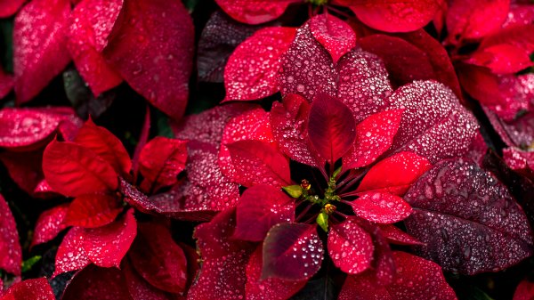 Poinsettia ROW9375630614 UHD