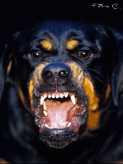 3d.rottweiler