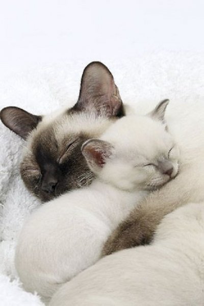 Кошка с котёнком