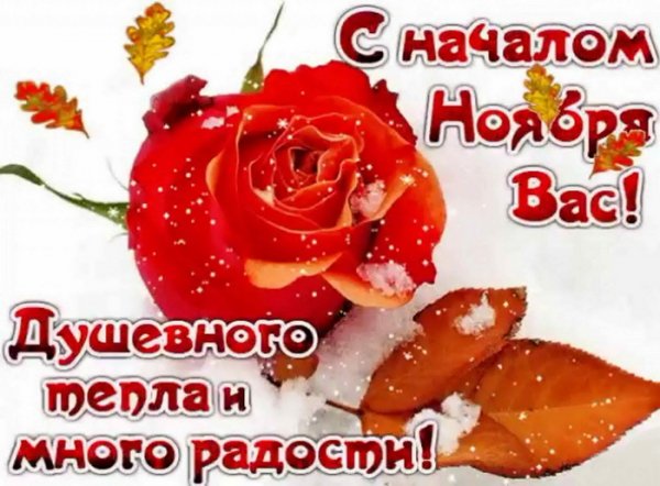 IMG-20241101-WA0015