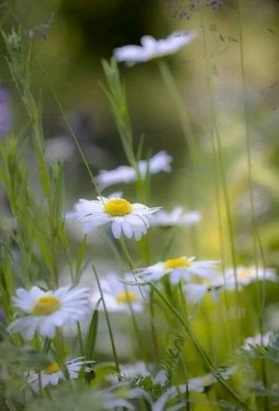 file_103170032