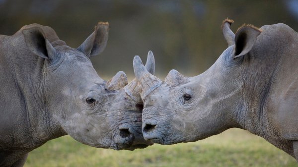 RhinosKenya ROW5253624021 UHD