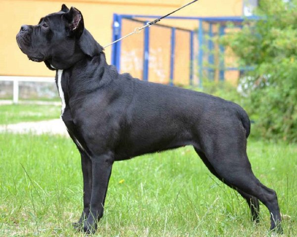 Кане корсо (3)