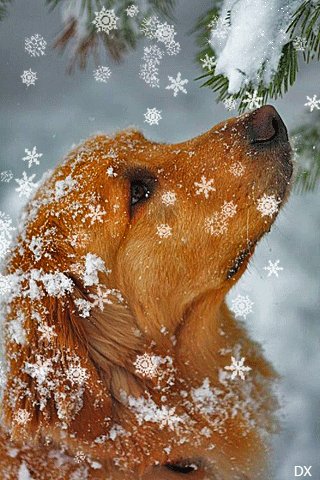 file_66182259