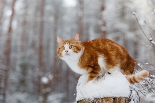 Зимние коты (42)