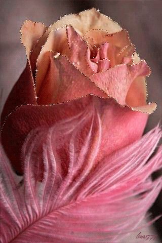 file_49715452