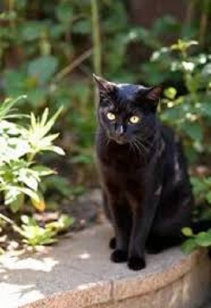 Черная кошка