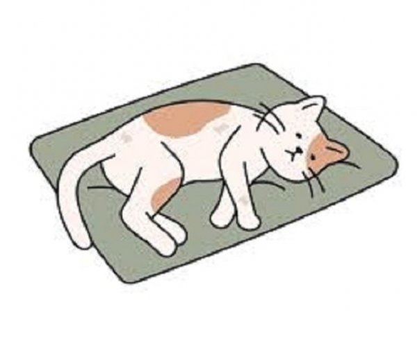 Кот спит