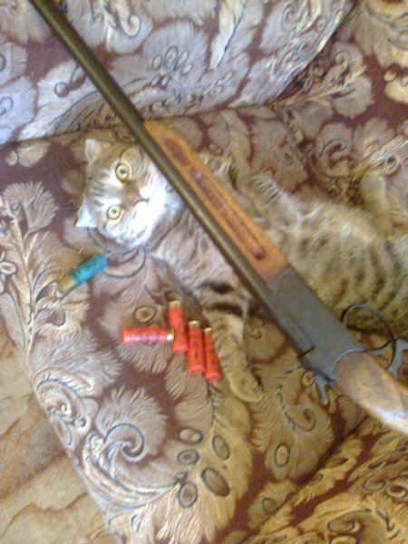Мой кот Барсик на охоту собрался 2