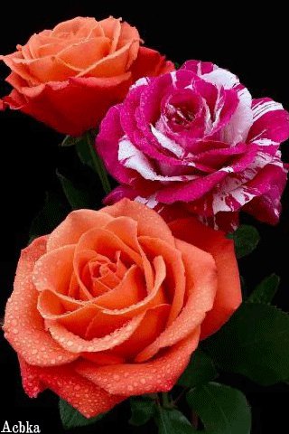 file_92856052