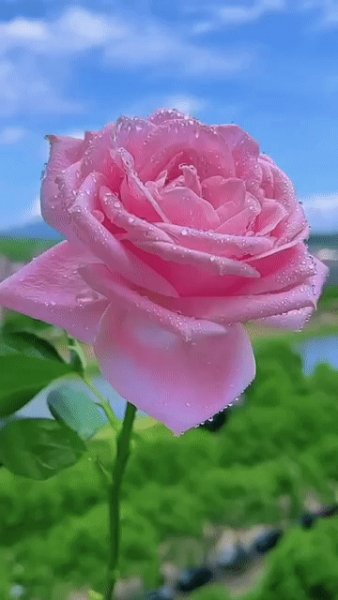 Розовая роза