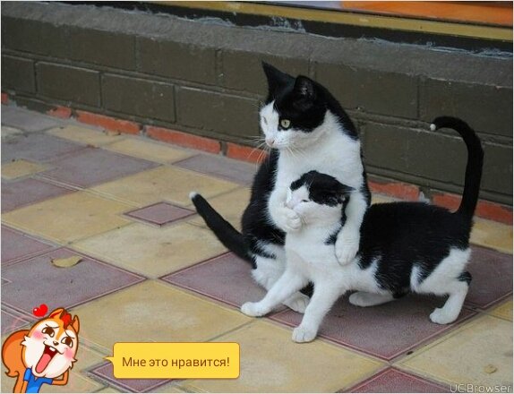 Котэ