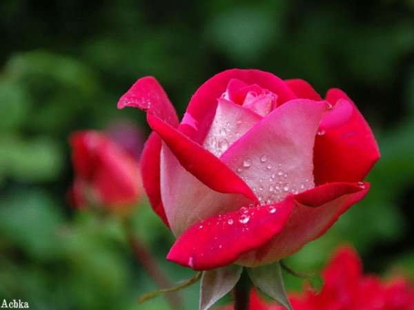 file_88111002