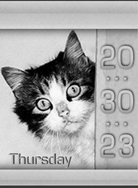 cat