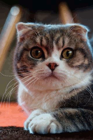 file_76355215