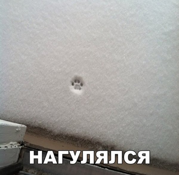 сыКОТно