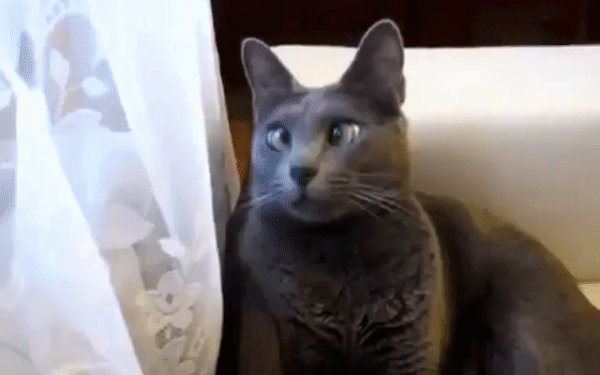 gif 1488965190