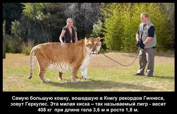 Тигр 7