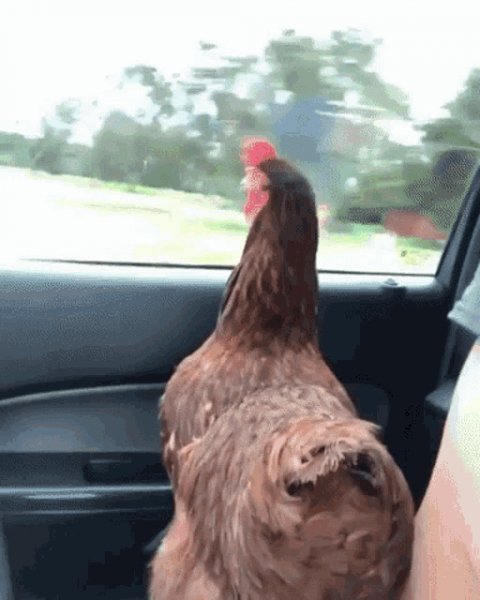 Bird
