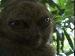 lemur