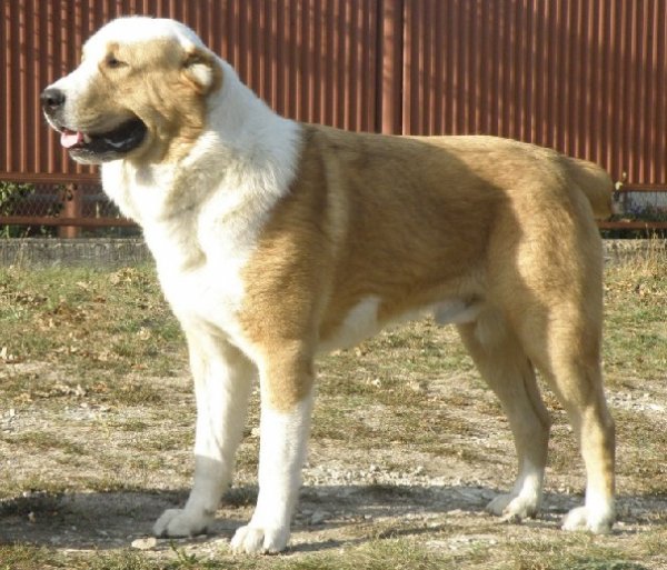 Алабай (9)