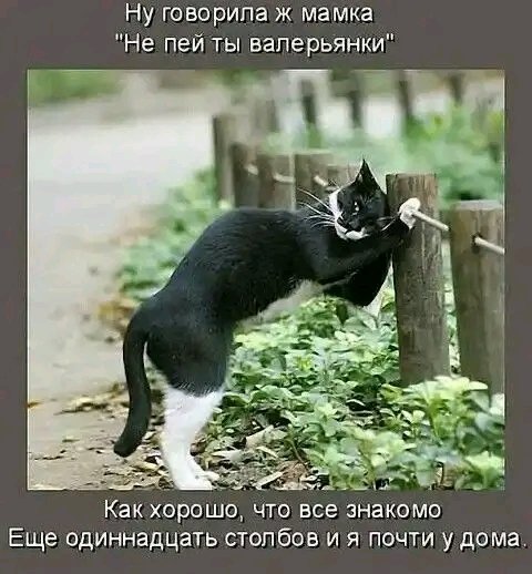 file_103303616