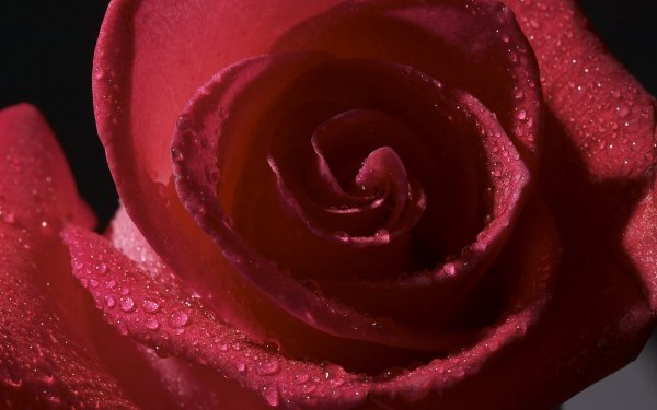 Image (13)