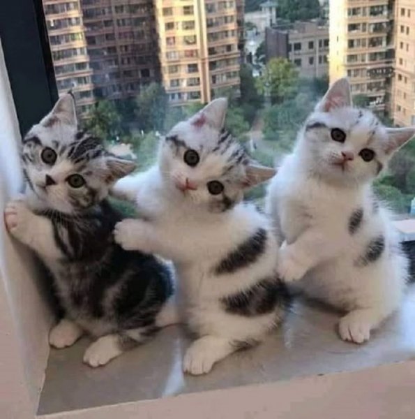 Котята