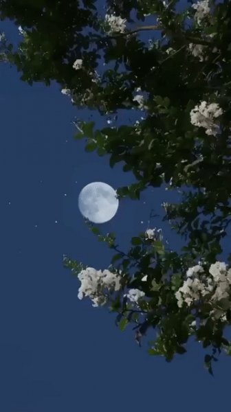 Лунная ночь