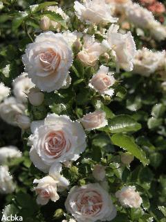 file_51955785