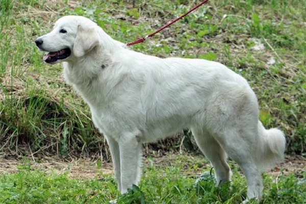 Словацкий чувач