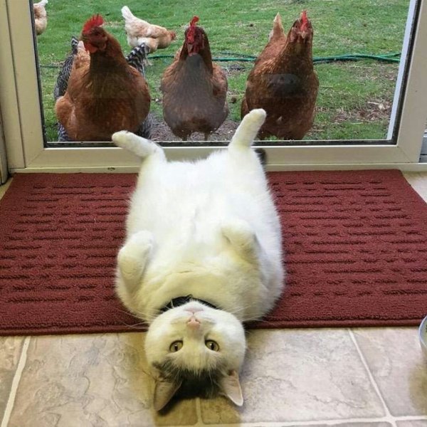Куры и кот