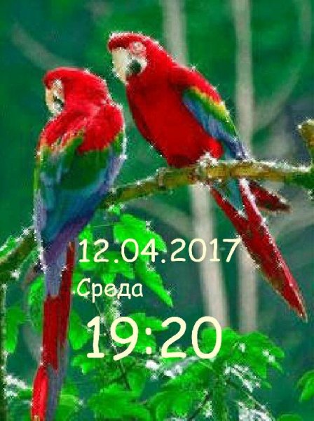 Попугаи