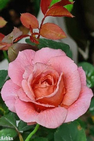 file_92994966