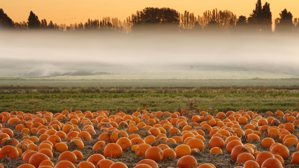 PumpkinMist ROW0565251733 UHD