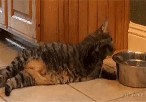 gif 1484425157