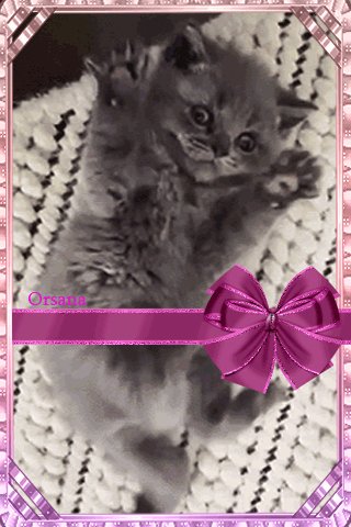 file_66458135