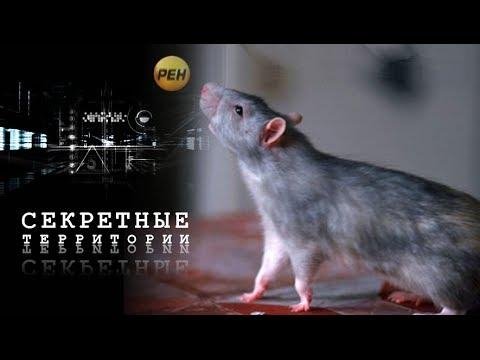 Секретные территории 4-Крысы подземный р