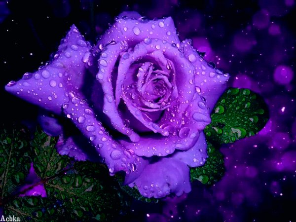 file_92694200