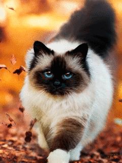 file_64935426
