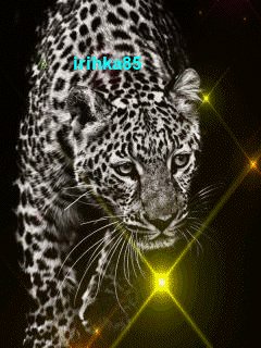 oie twinkles
