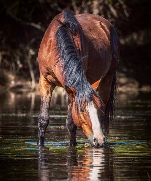 file_103216710