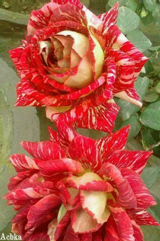 file_93271930
