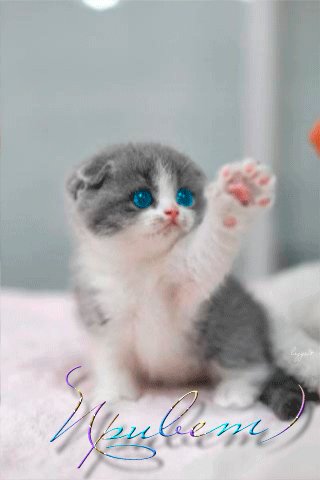 file_51984941