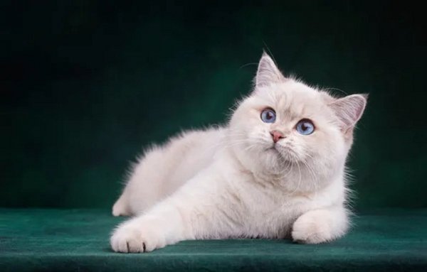 Белый кот. (9)