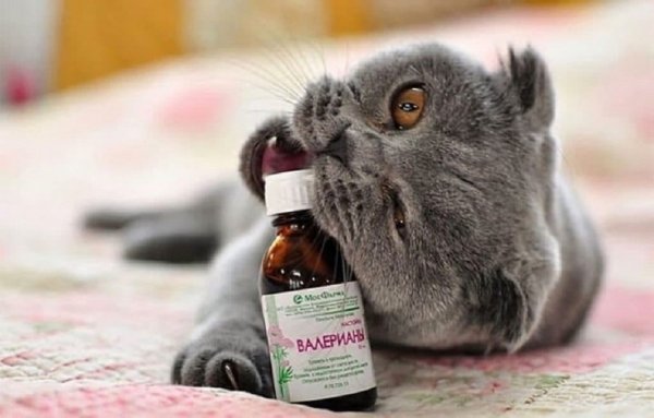 Кот и валерьянка