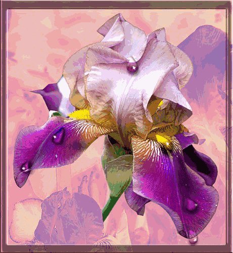 plachet iris
